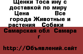 Щенки Тоса-ину с доставкой по миру › Цена ­ 68 000 - Все города Животные и растения » Собаки   . Самарская обл.,Самара г.